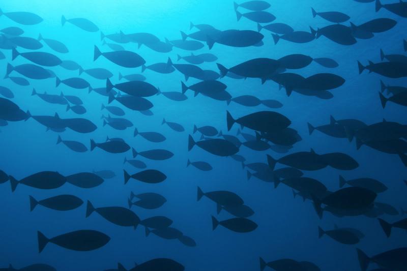 Félelmetes méretű szörnyet fogtak ki Magyarország vizeiből, amelynek látványa annyira megdöbbentette a horgászt, hogy a vér megfagyott az ereiben.