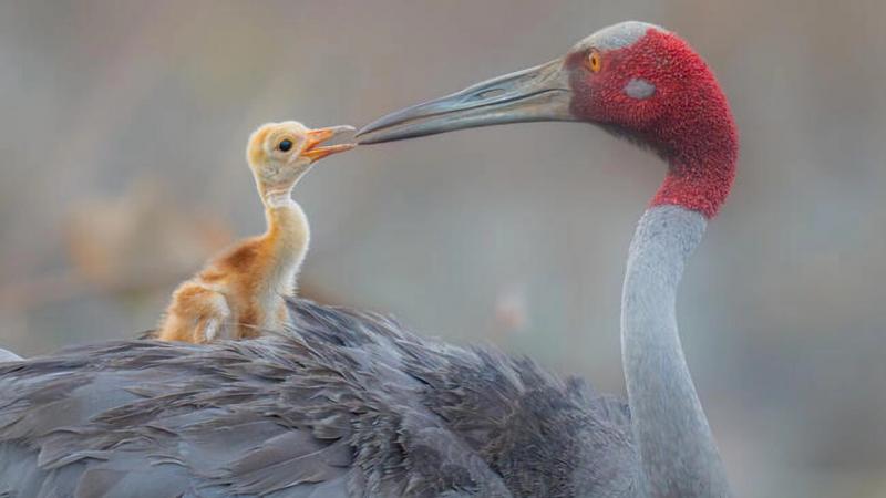 Fedezd fel 2025 leglenyűgözőbb madárfotóit a National Geographic gyűjteményében! Készülj fel arra, hogy elbűvölő pillanatok, színek és formák tárulnak eléd, amelyeket a természet csodálatos világának tehetséges fotósai örökítettek meg. Ne hagyd ki ezt a v